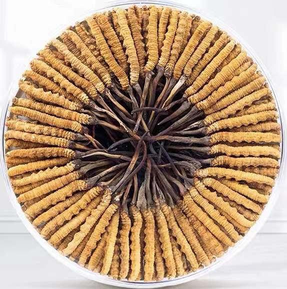 于田冬虫夏草回收